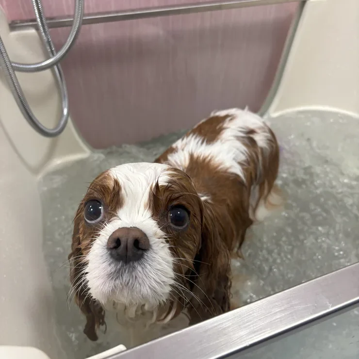 Cavalier king charles spániel az ózonos fürdőben