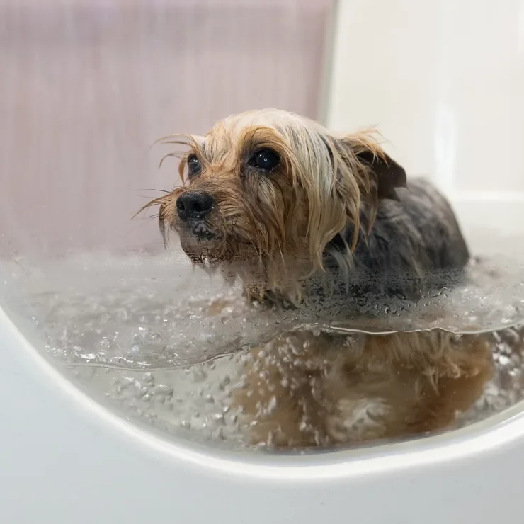 Yorkshire terrier az ózonos fürdőben