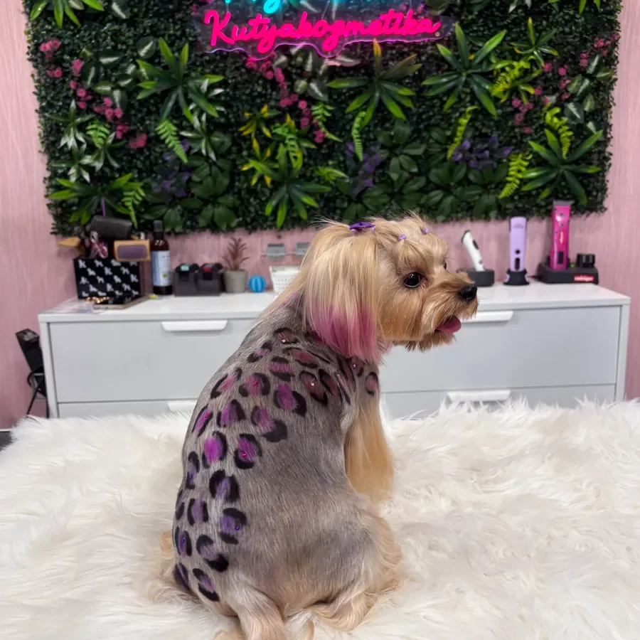 Lila mintával festett yorkshire terrier – kreatív kutyakozmetika