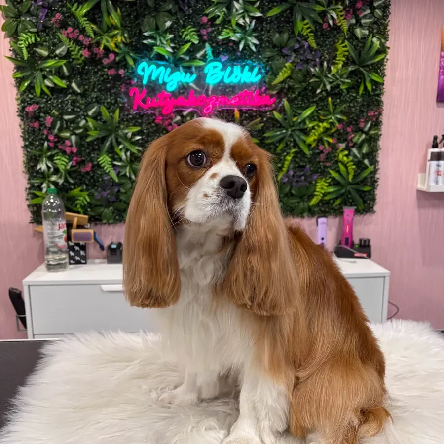 Kész munka: kozmetikázott cavalier king charles spániel