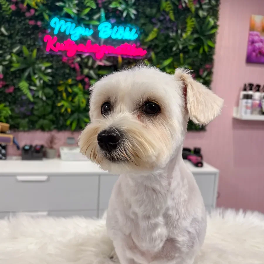 Kész munka: fehér havanese bichon a kozmetika után