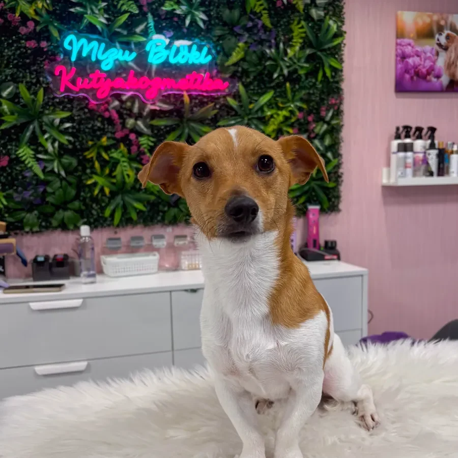 Kész munka: jack russell terrier a kutyakozmetika után