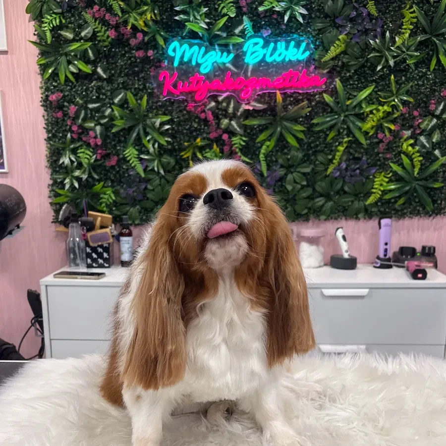 Kész munka: cavalier king charles spániel a kozmetika után