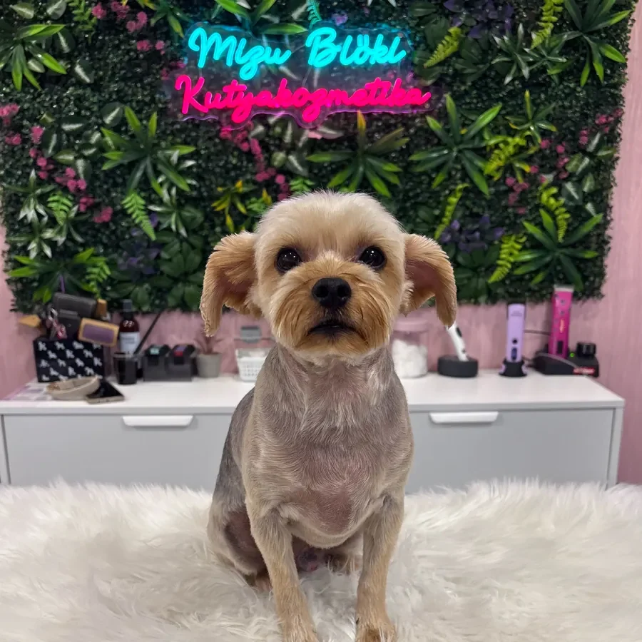 Kész munka: frissen nyírt yorkshire terrier