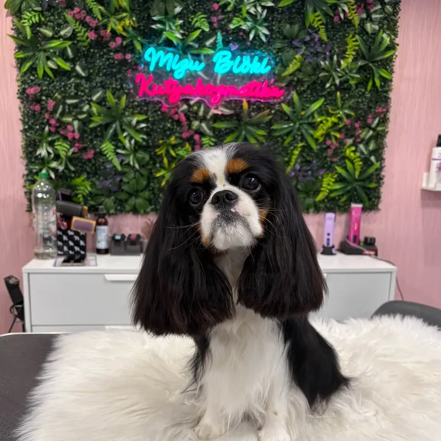 Kész munka: fekete-fehér cavalier king charles spániel